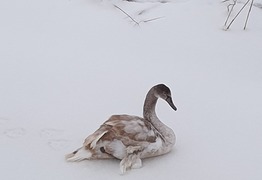 Pomogli młodemu łabędziowi (photo)